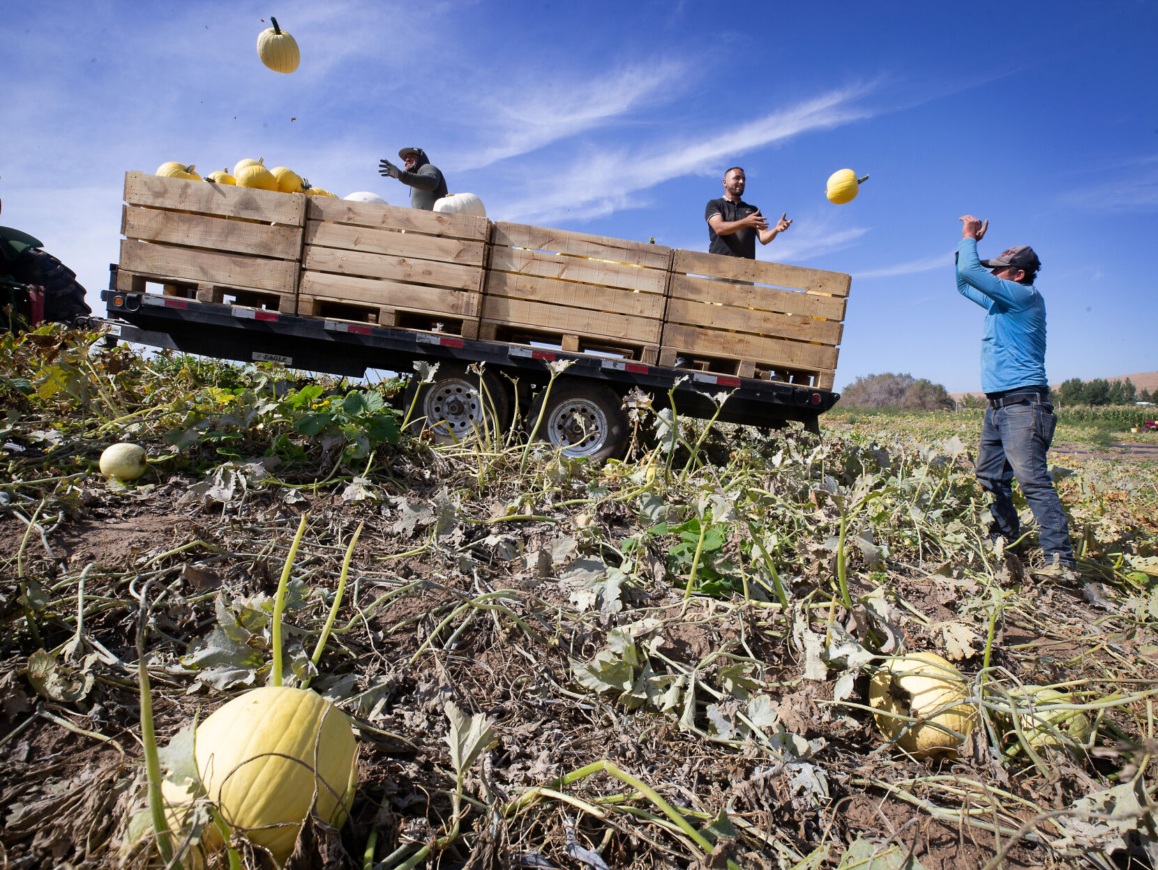 FTSG_5096795162_PumpkinHarvest.jpg